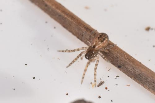 Lathys humilis